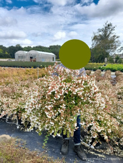ABELIA CRISTAL CHARM En pot de 10-12 litres