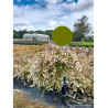 ABELIA CRISTAL CHARM En pot de 10-12 litres