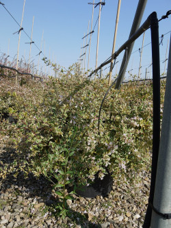 ABELIA HOPLEYS VARIEGATA En pot de 15-20 litres