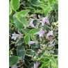 ABELIA HOPLEYS VARIEGATA