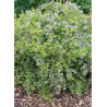 ABELIA HOPLEYS VARIEGATA