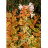 ABELIA KALEIDOSCOPE