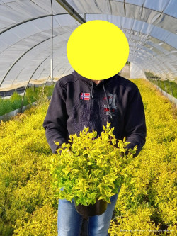 ABELIA KALEIDOSCOPE En pot de 4-5 litres