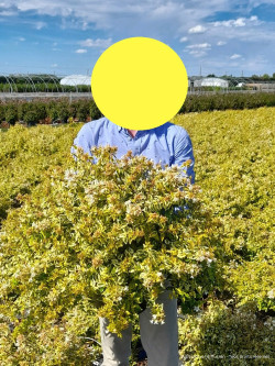 ABELIA KALEIDOSCOPE En pot de 10-12 litres