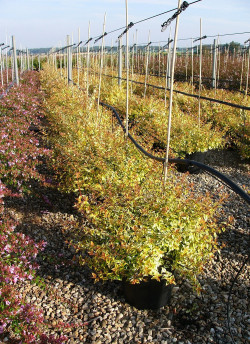 ABELIA KALEIDOSCOPE En pot de 15-20 litres