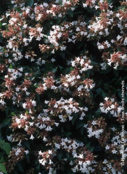 ABELIA SEMPERFLORENS