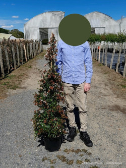 ABELIA SEMPERFLORENS En pot de 10-12 litres