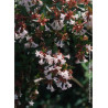 ABELIA SEMPERFLORENS