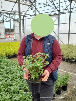 ANISODONTEA EL RAYO En pot de 4-5 litres