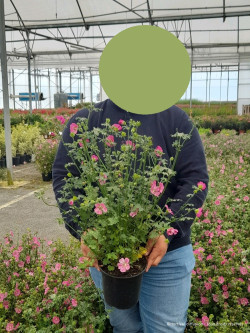 ANISODONTEA EL RAYO En pot de 4-5 litres