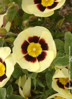 HALIMIOCISTUS wintonensis MERRIST WOOD CREAM