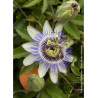 PASSIFLORA caerulea