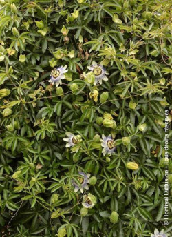 PASSIFLORA caerulea