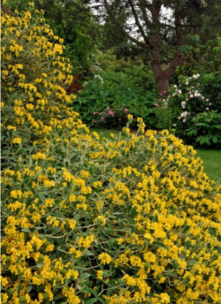 PHLOMIS fruticosa