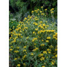 PHLOMIS fruticosa