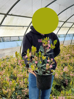 RHAPHIOLEPIS indica SPRINGTIME En pot de 4-5 litres