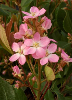 RHAPHIOLEPIS indica SPRINGTIME