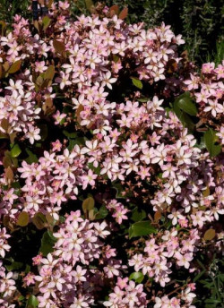 RHAPHIOLEPIS indica SPRINGTIME