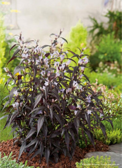 STROBILANTHES anispohyllus BRUNETTHY