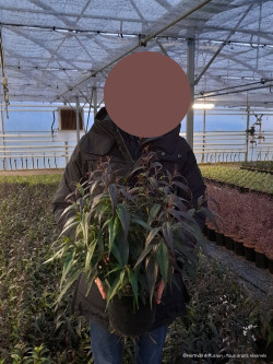 STROBILANTHES anispohyllus BRUNETTHY En pot de 4-5 litres