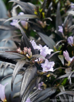 STROBILANTHES anispohyllus BRUNETTHY