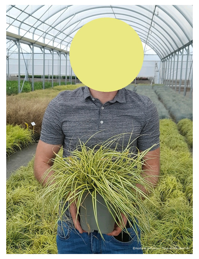 CAREX oshimensis EVERGOLD En pot de 2-3 litres