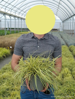 CAREX oshimensis EVERGOLD En pot de 2-3 litres