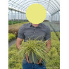 CAREX oshimensis EVERGOLD En pot de 2-3 litres