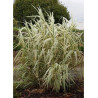 ARUNDO donax VARIEGATA