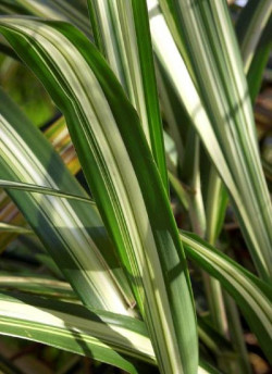 ARUNDO donax VARIEGATA