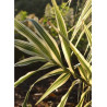 ARUNDO donax VARIEGATA