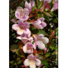ABELIA PASTEL CHARM