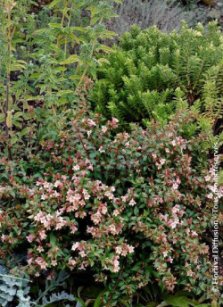 ABELIA PASTEL CHARM