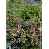 ABELIA PASTEL CHARM