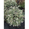 ABELIA CONFETTI