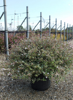ABELIA CONFETTI En pot de 15-20 litres