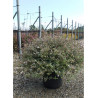 ABELIA CONFETTI En pot de 15-20 litres
