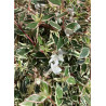 ABELIA CONFETTI