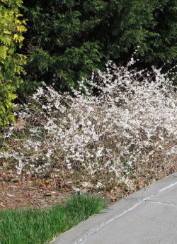 ABELIOPHYLLUM distichum