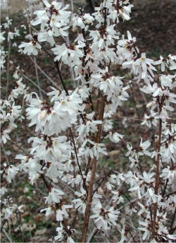 ABELIOPHYLLUM distichum