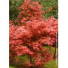 ACER palmatum DESHOJO