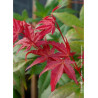 ACER palmatum DESHOJO