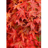 ACER palmatum DESHOJO