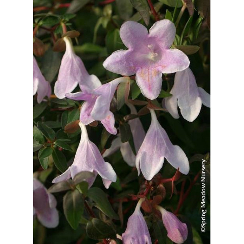 ABELIA PINKY BELLS
