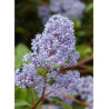 CEANOTHUS delilianus GLOIRE DE VERSAILLES