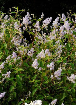 CEANOTHUS delilianus GLOIRE DE VERSAILLES
