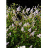 CEANOTHUS delilianus GLOIRE DE VERSAILLES