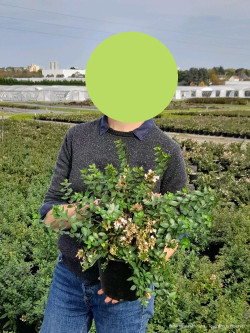 ABELIA AUTUMN FESTIVAL En pot de 4-5 litres