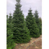 ABIES nordmanniana