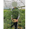 ACER palmatum DISSECTUM En pot de 10-12 litres